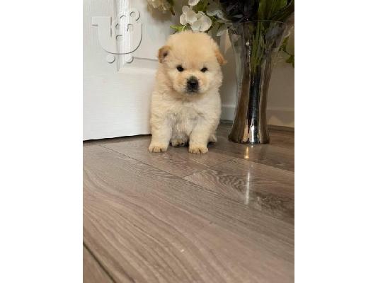 Κουτάβι Chow Chow προς πώληση